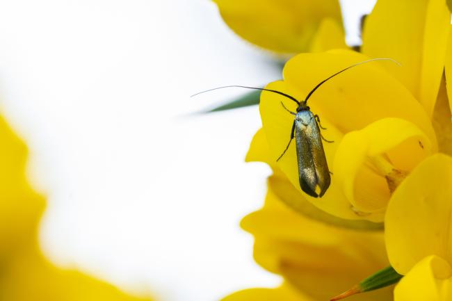 Green Longhorn (Adela reaumurella). County Durham, United Kingdom. May 2024