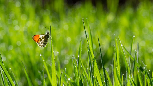 Orange-tip (Anthocharis cardamines). County Durham, United Kingdom. May 2024