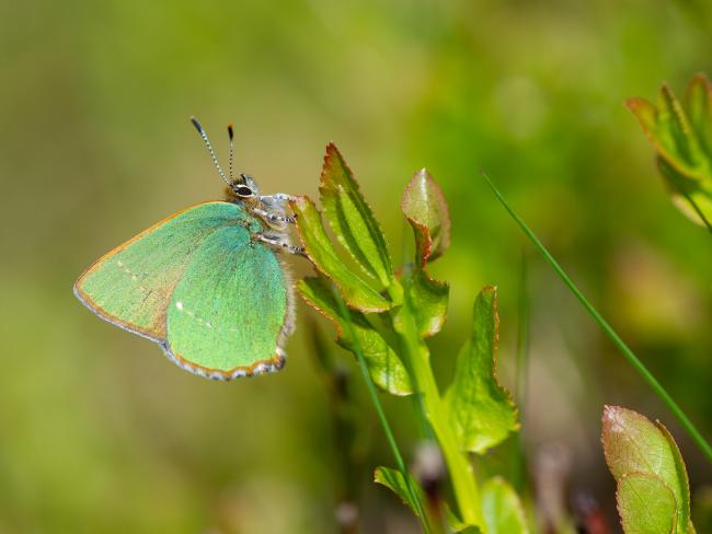 Green Hairstreak (Callophrys rubi). County Durham, United Kingdom. May 2024