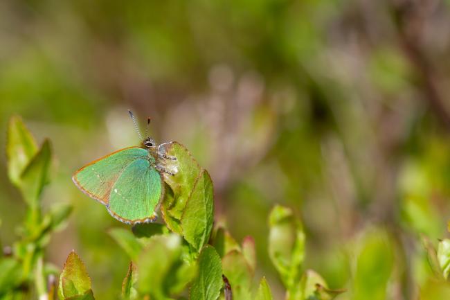 Green Hairstreak (Callophrys rubi). County Durham, United Kingdom. May 2024