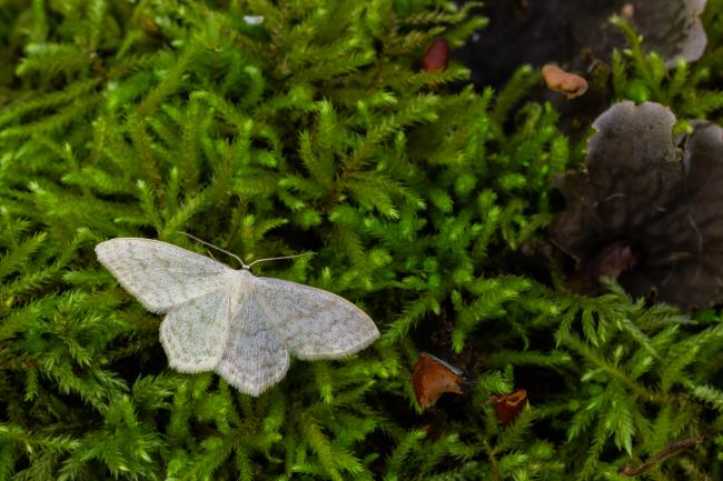 Cream Wave (Scopula floslactata). County Durham, United Kingdom. May 2024