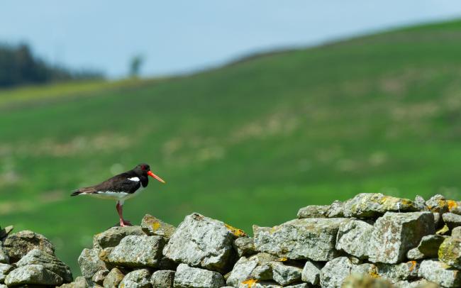 Eurasian Oystercatcher (Haematopus ostralegus). County Durham, United Kingdom. June 2024