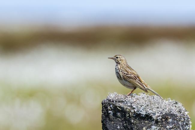 Meadow Pipit (Anthus pratensis). Derbyshire, United Kingdom. June 2024