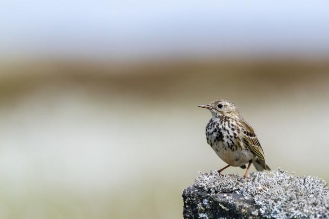 Meadow Pipit (Anthus pratensis). Derbyshire, United Kingdom. June 2024
