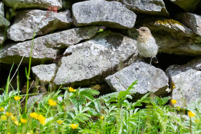 Northern Wheatear (Oenanthe oenanthe). Derbyshire, United Kingdom. June 2024