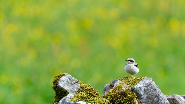 Northern Wheatear (Oenanthe oenanthe). Derbyshire, United Kingdom. June 2024