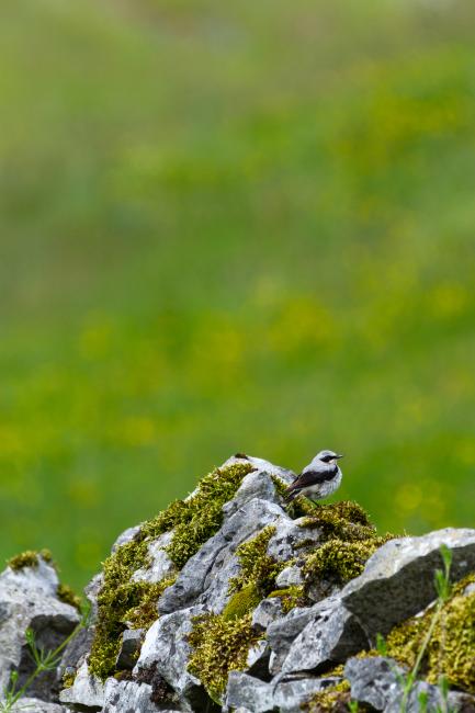 Northern Wheatear (Oenanthe oenanthe). Derbyshire, United Kingdom. June 2024