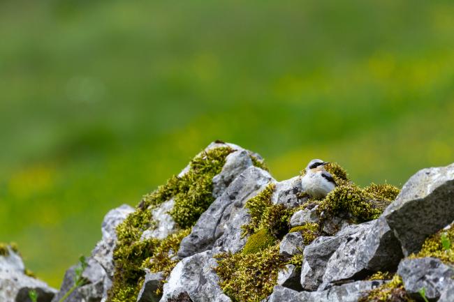 Northern Wheatear (Oenanthe oenanthe). Derbyshire, United Kingdom. June 2024