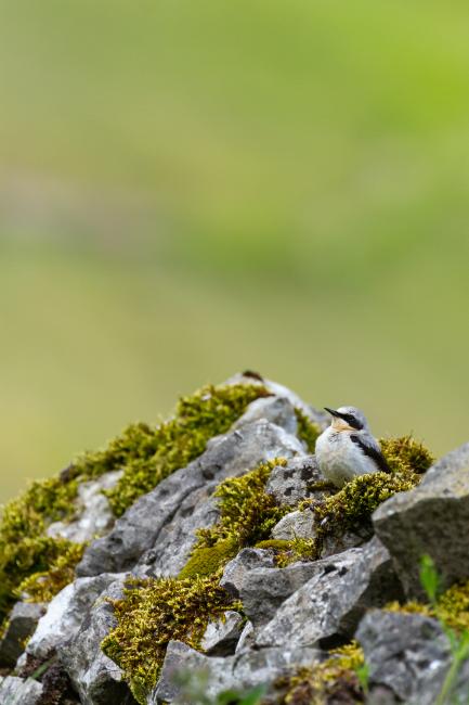Northern Wheatear (Oenanthe oenanthe). Derbyshire, United Kingdom. June 2024