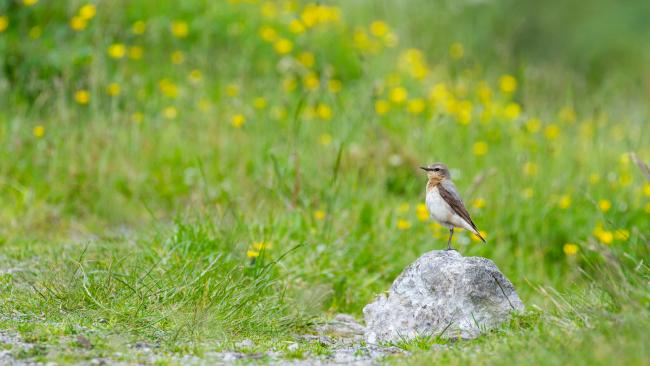 Northern Wheatear (Oenanthe oenanthe). Derbyshire, United Kingdom. June 2024