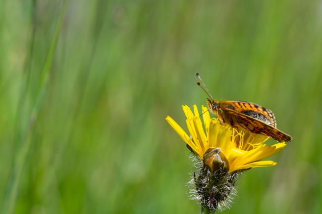 Small Pearl-bordered Fritillary (Boloria selene). County Durham, United Kingdom. June 2024