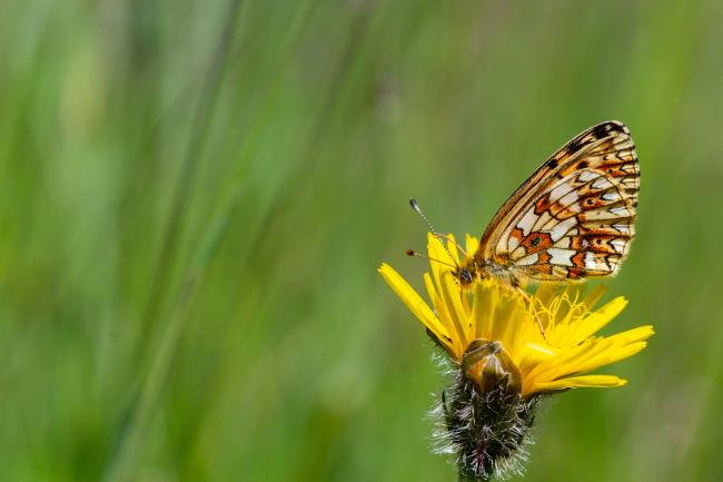 Small Pearl-bordered Fritillary (Boloria selene). County Durham, United Kingdom. June 2024