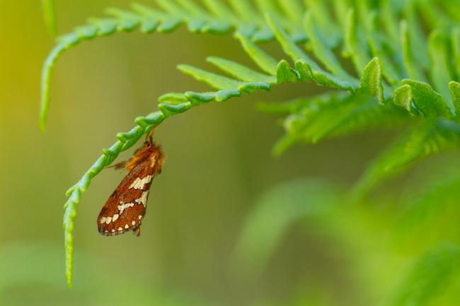 Golden Swift (Phymatopus hecta). County Durham, United Kingdom. June 2024