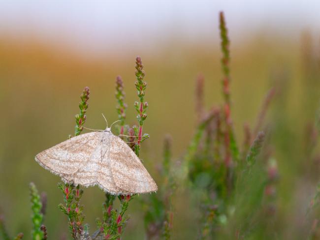 Grass Wave (Perconia strigillaria). County Durham, United Kingdom. June 2024
