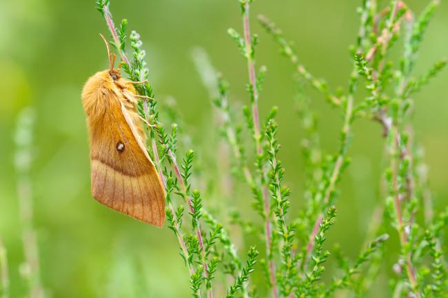 Oak Eggar (Lasiocampa quercus). County Durham, United Kingdom. June 2024