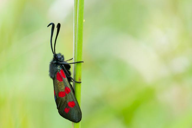 Six-spot Burnet (Zygaena filipendulae). County Durham, United Kingdom. July 2024