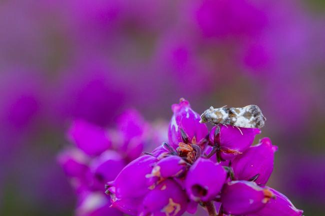 Marbled Conch (Eupoecilia angustana). County Durham, United Kingdom. July 2024