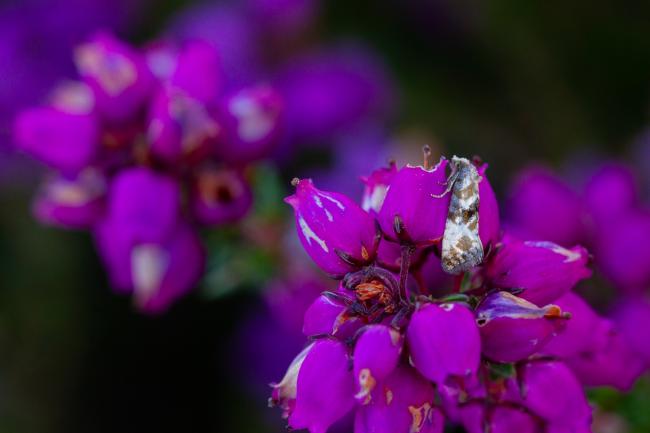 Marbled Conch (Eupoecilia angustana). County Durham, United Kingdom. July 2024