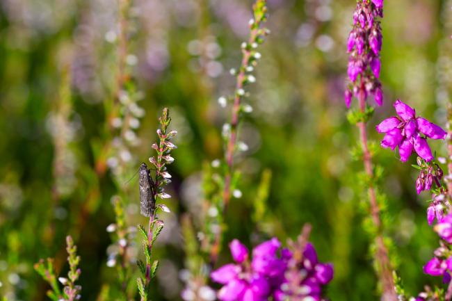 Brown Knot-horn (Matilella fusca). County Durham, United Kingdom. July 2024