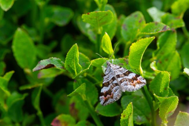 Manchester Treble-bar (Carsia sororiata). County Durham, United Kingdom. July 2024