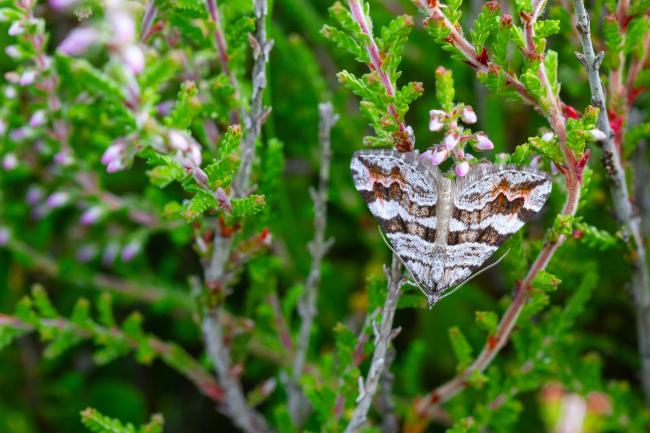Manchester Treble-bar (Carsia sororiata). County Durham, United Kingdom. July 2024