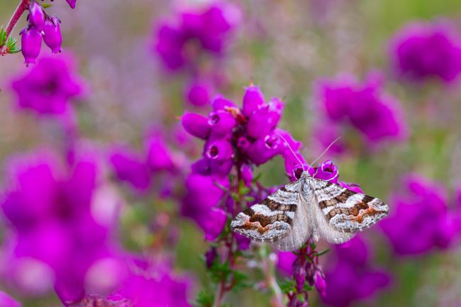 Manchester Treble-bar (Carsia sororiata). County Durham, United Kingdom. July 2024