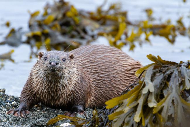Eurasian Otter (Lutra lutra). Argyll and Bute, United Kingdom. August 2024