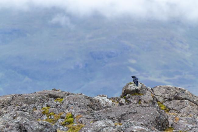 Common Raven (Corvus corax). Argyll and Bute, United Kingdom. August 2024