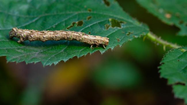 Scalloped Hazel (Odontopera bidentata). County Durham, United Kingdom. October 2024