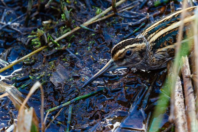 Jack Snipe (Lymnocryptes minimus). County Durham, United Kingdom. November 2024