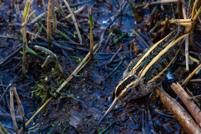 Jack Snipe (Lymnocryptes minimus). County Durham, United Kingdom. November 2024