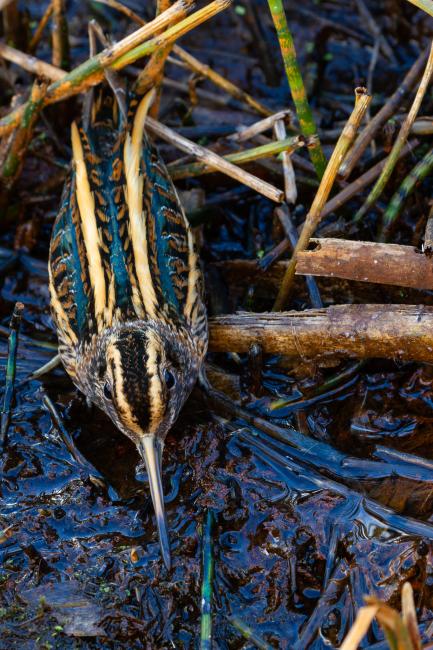 Jack Snipe (Lymnocryptes minimus). County Durham, United Kingdom. November 2024
