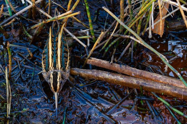 Jack Snipe (Lymnocryptes minimus). County Durham, United Kingdom. November 2024