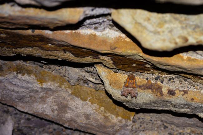 Herald (Scoliopteryx libatrix). County Durham, United Kingdom. December 2024