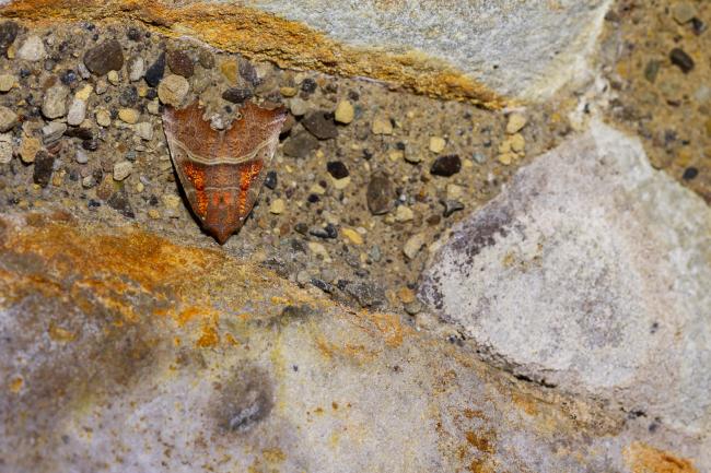 Herald (Scoliopteryx libatrix). County Durham, United Kingdom. December 2024