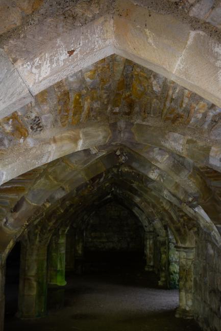 Herald (Scoliopteryx libatrix). County Durham, United Kingdom. December 2024