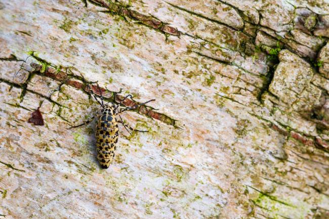 Mottled Umbar (Erannis defoliaria). County Durham, United Kingdom. January 2025