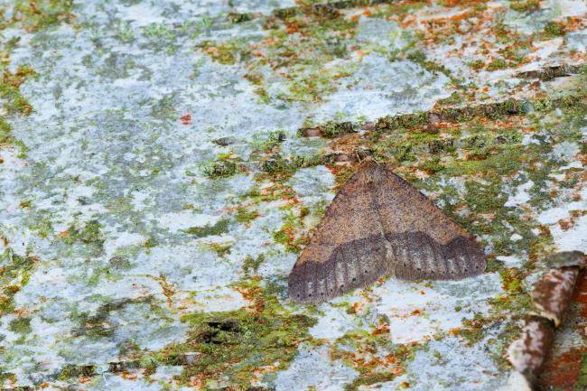 Dotted Border (Agriopis marginaria). County Durham, United Kingdom. February 2025