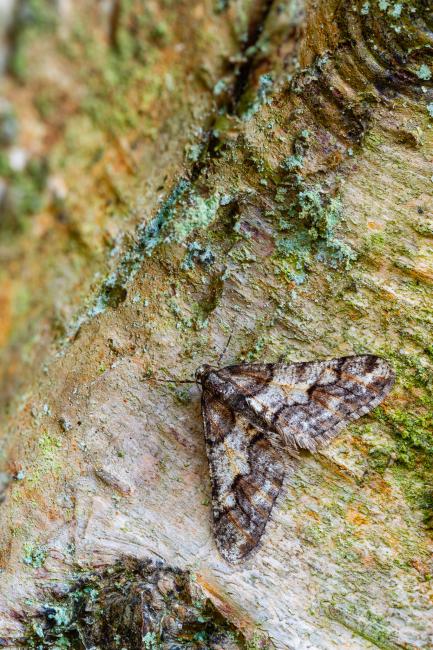 Spring Usher (Agriopis leucophaearia). County Durham, United Kingdom. February 2025