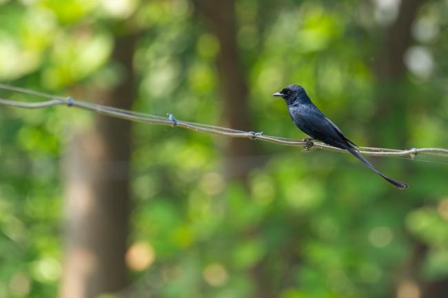 Black Drongo (Dicrurus macrocercus). Kottayam District, India. February 2025