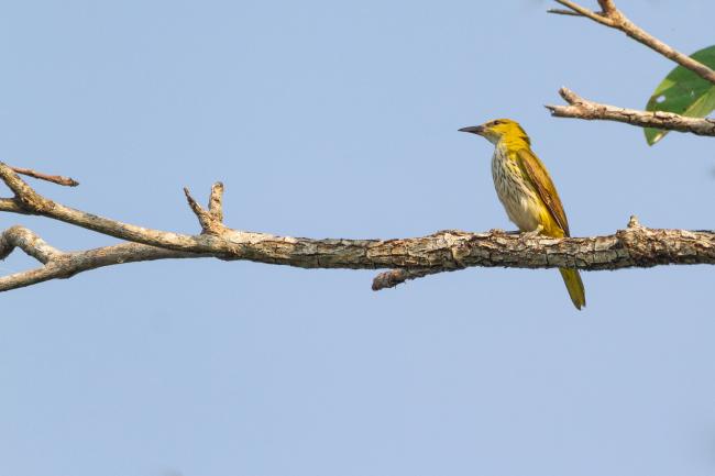 Indian Golden Oriole (Oriolus kundoo). Kottayam District, India. February 2025