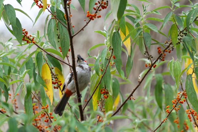 Red-whiskered Bulbul (Pycnonotus jocosus). Idukki, India. February 2025