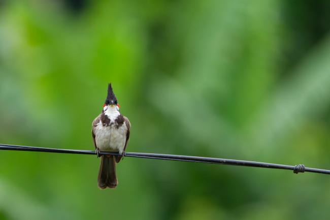Red-whiskered Bulbul (Pycnonotus jocosus). Idukki, India. February 2025