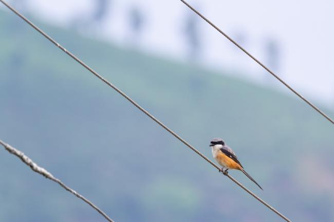 Long-tailed Shrike (Lanius schach). Idukki, India. February 2025