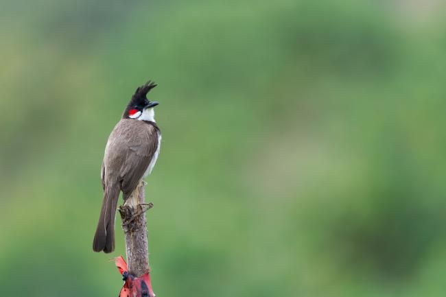 Red-whiskered Bulbul (Pycnonotus jocosus). Idukki, India. February 2025