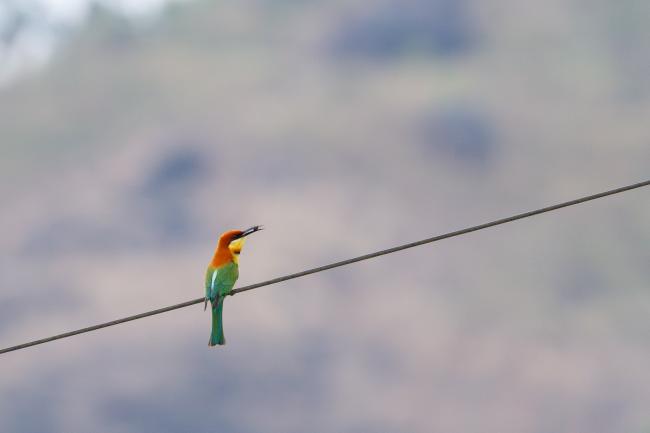 Chestnut-headed Bee-eater (Merops leschenaulti). Idukki, India. February 2025