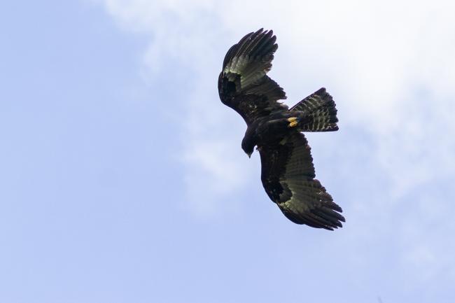 Black Eagle (Ictinaetus malaiensis). Idukki, India. February 2025
