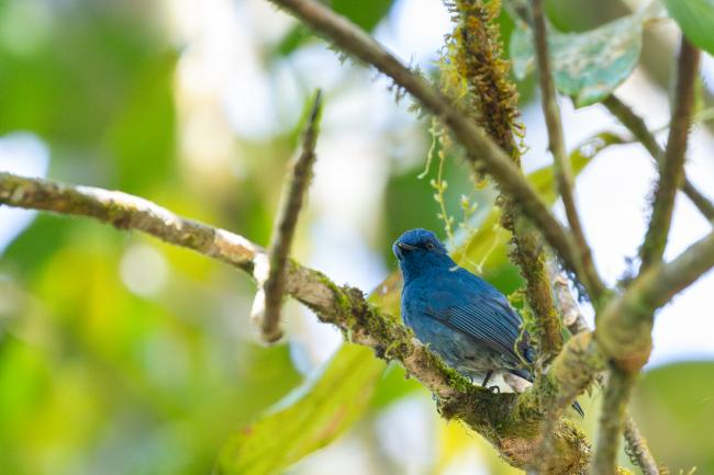 Nilgiri Flycatcher (Eumyias albicaudatus). Idukki, India. February 2025