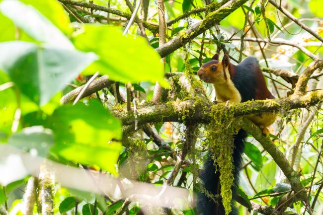 Indian Giant Squirrel (Ratufa indica). Idukki, India. February 2025