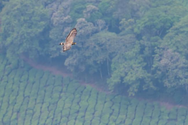 Crested Serpent-eagle (Spilornis cheela). Idukki, India. February 2025